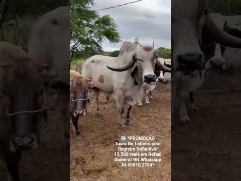 Touro Gir Leiteiro com Registro Definitivo: 13.500 reais em Rafael Godeiro/ RN.ZAP 84 99810 2784*