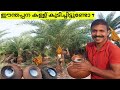 Extraction Of Date Palm Juice Village Date Palm Juice How To Extract Juice Of Toddy Palm