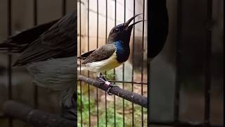 Download lagu cuitan sogon memanggil lawan #birds #sogon #bankkicau mp3