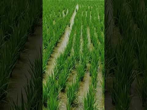 Revealed!! Rice grows quickly and shoots grow rapidly