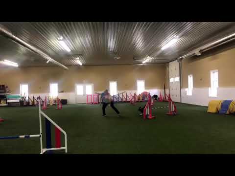 Kayl McCann & Bee-Line - Agility Training Nov 3,2019