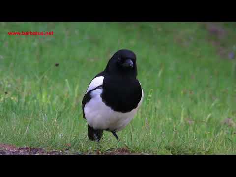 Urraca ( Pica pica ) Magpie