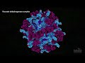 Pyruvate Dehydrogenase | HHMI BioInteractive Video