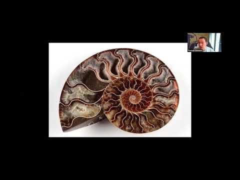 Fossil cephalopods with Thomas Clements - A recorded live talk with Q&As