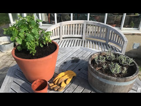 Bli av med myggen med antimyggkruka - Trädgårdshacks med GardenR