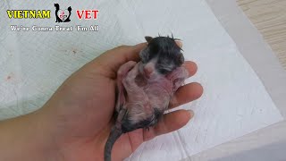Reviving and saving 2 baby newborn kittens stucked inside mommy cat body for 3 hours