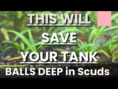SCUDS vs SHRIMP vs SNAILS - Balancing Detritivore Populations in Planted Tanks
