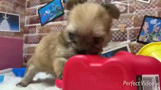 ハーフ犬の動画01