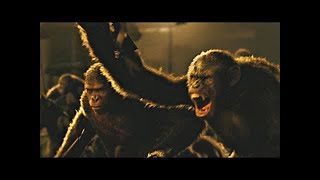 Re: [問卦] 猩猩說英文 用工具 騎馬很罕見嗎的卦