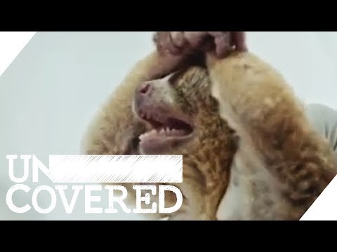 Das lukrative Geschäft mit exotischen Tieren | Uncovered mit Thilo Mischke | ProSieben