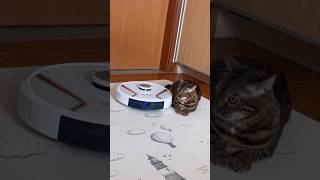 お掃除ロボに無関心な猫はこちらです【ベンガル猫】