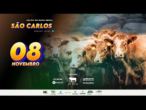Leilão de Gado AO VIVO - São Carlos 08/11/2025 | ZT Remates