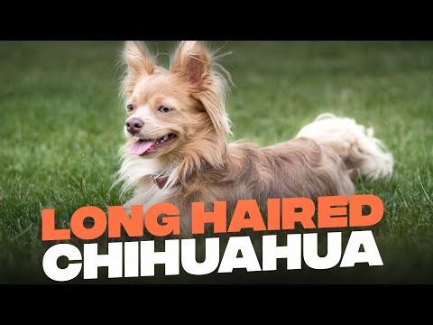 image-What is the average cost of a long haired Chihuahua?