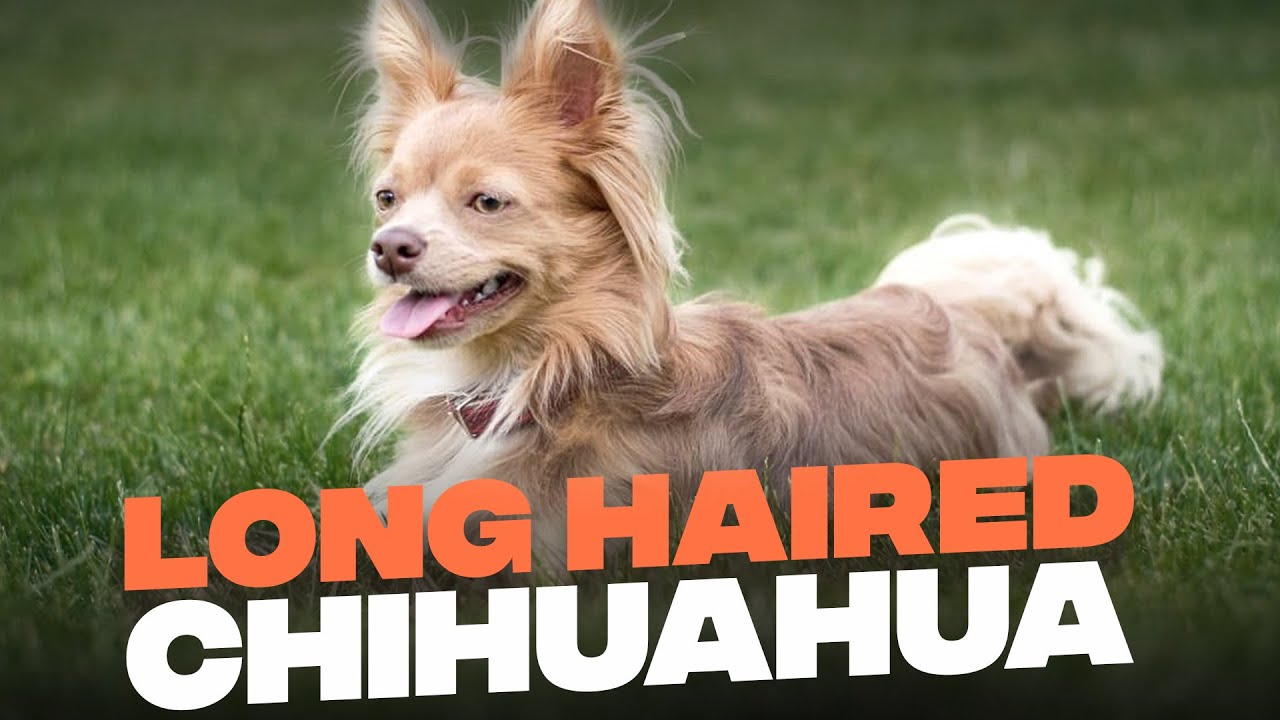 Long Haired Chihuahua: Everything About this Mighty Furry Friend