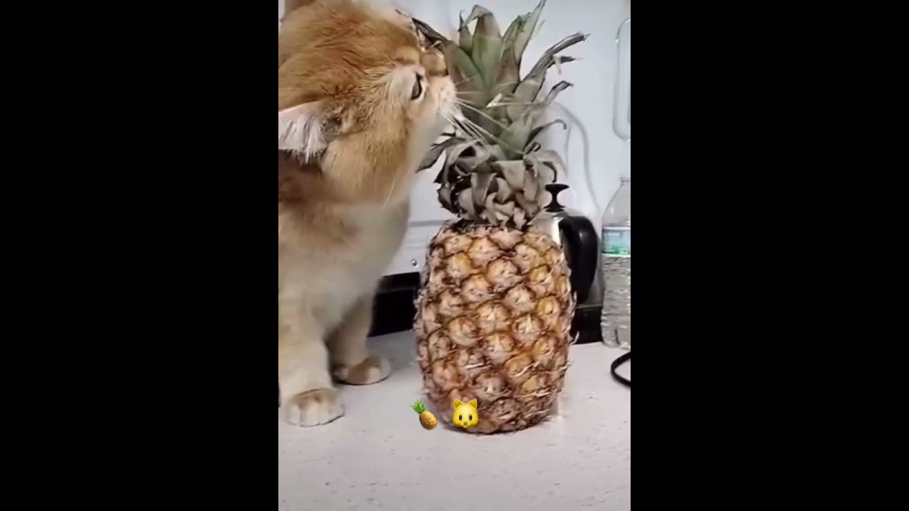 CAT X PINEAPPLE #cat #cats #pineapple #kitten #kittens #cute #fruit #amazing