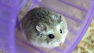 Cover art for Run Home