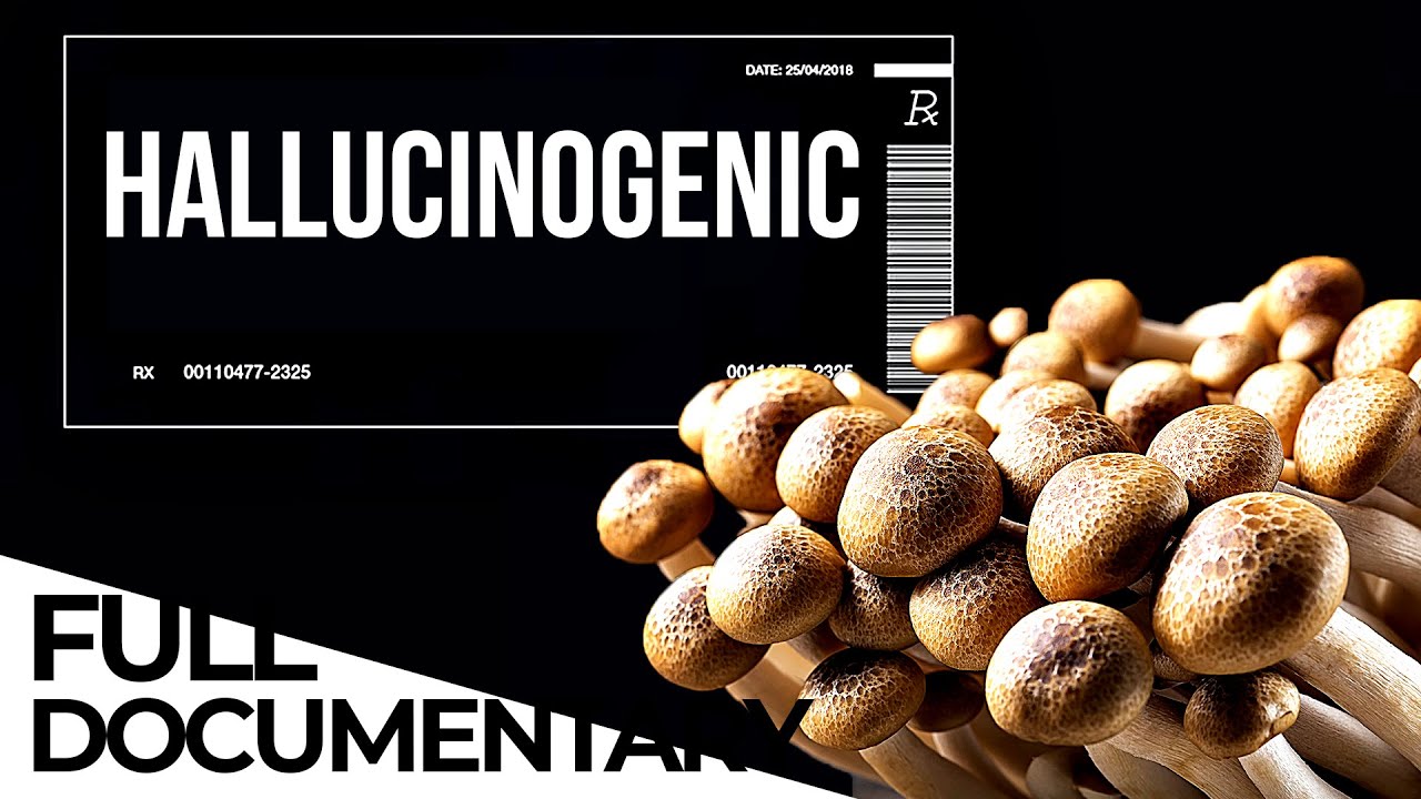 Magic Medicine: The Possible Effect of Mushrooms Treating Depression