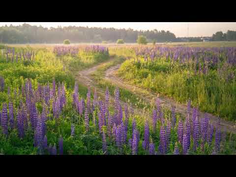 Iemand zal gaan door de paarlen poort (JdH 634)