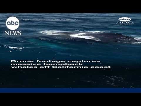 Drone footage captures massive humpback whales off California coast