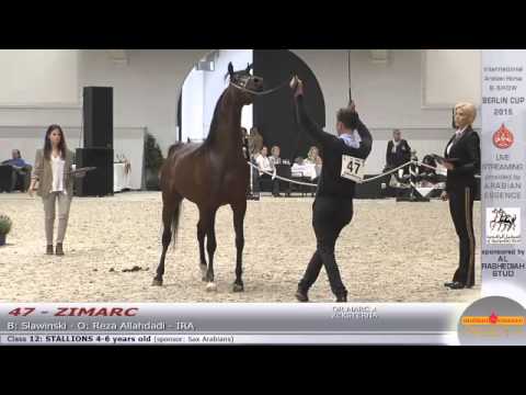 Berlin Cup Werder 2015 - Stallion 4-6 years old (Class 12) - N.47 ZIMARC