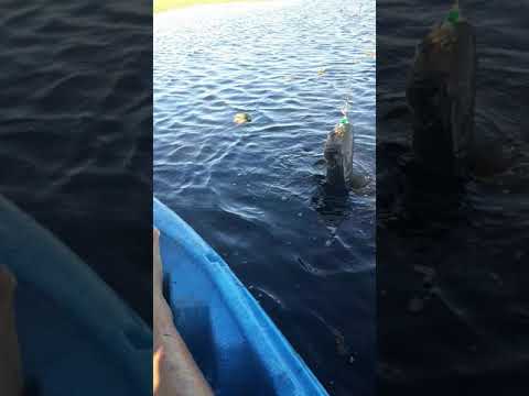 tarariras en isla negra . rocha