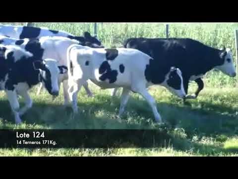 Lote 14 Terneros 10 holando y 4 hol/ her 171kg -  en RUTA 2 KM 149