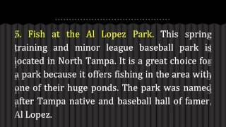 Top 5 Fun Things To Do This Summer in Tampa FL