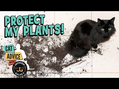 A Dirty Mess: Keeping Your Cats out of Your Plants