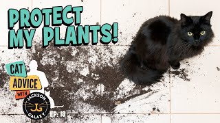 A Dirty Mess: Keeping Your Cats out of Your Plants