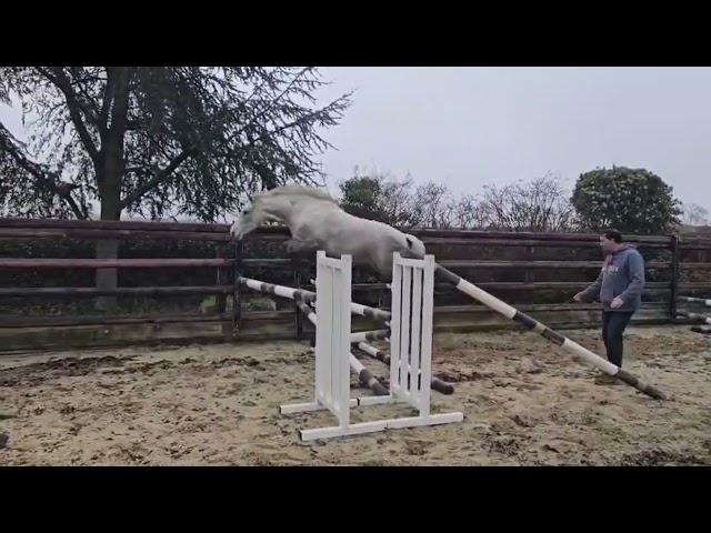 Femelle Connemara 5 ans Top origines Dexter Poetic Just