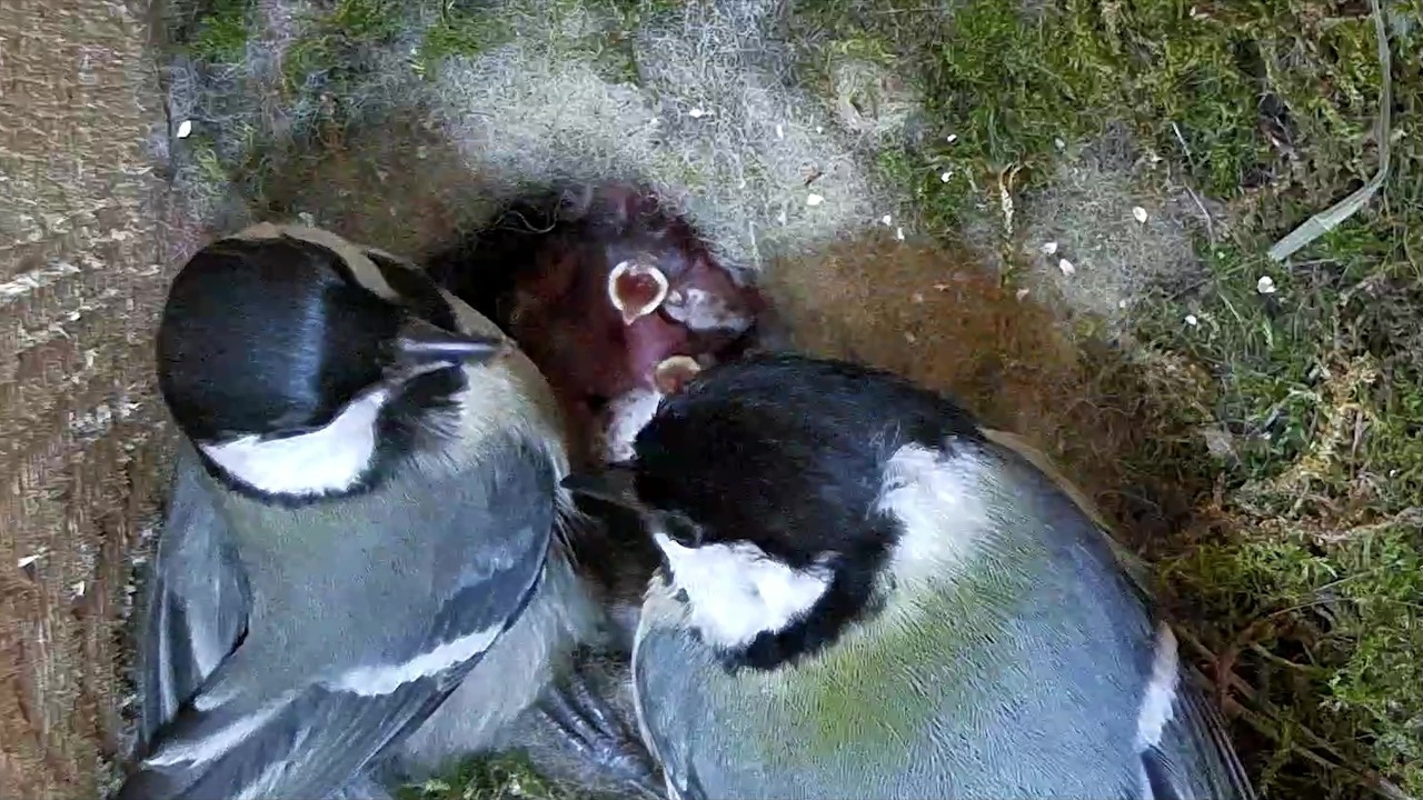 Die Küken bei Radio Siegen sind geschlüpft! | 27.04.2026