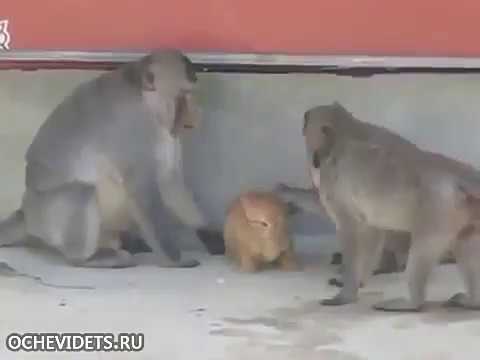 When monkeys try to fuck kitten ** funny video must watch* 