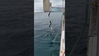 mackerel fishing scotland