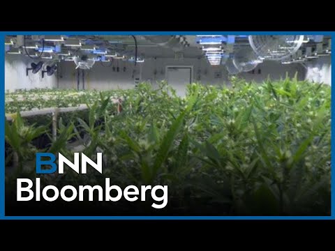 Canopy Growth to buy MTL Cannabis in deal valued at $125 million