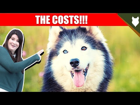 Malamute Cost