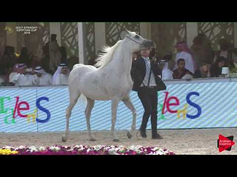 162 DAWAS AL SHAQAB   Gulf SE Cup 2018