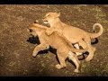 Lion cubs playing in the sun