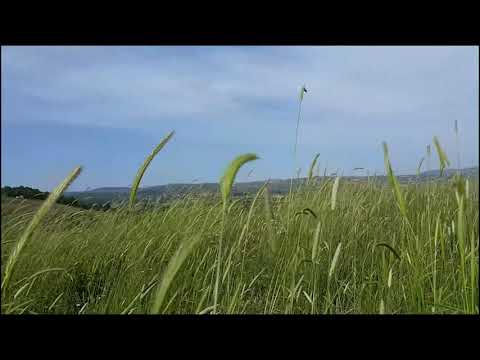 Çok Güzel Rüzgar Sesi ve Doğa Yaklaşık 1 Saat