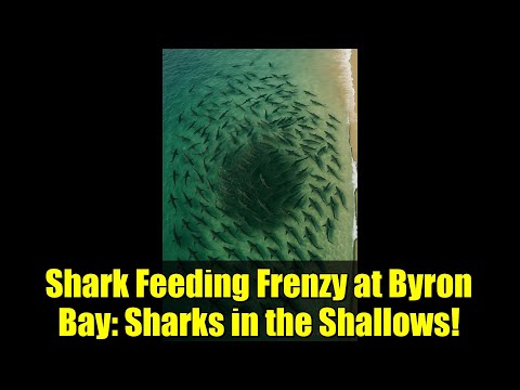 Shark Feeding Frenzy at Byron Bay: Sharks in the Shallows!