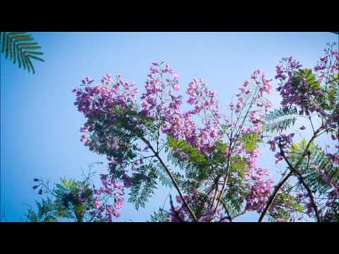Thể hiện bởi Mạnh Đình