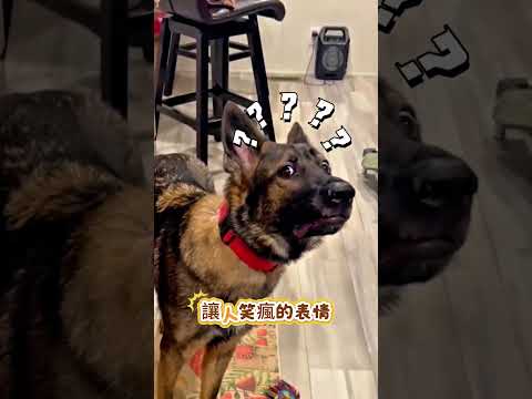 狗狗以為自己又要回去上班了