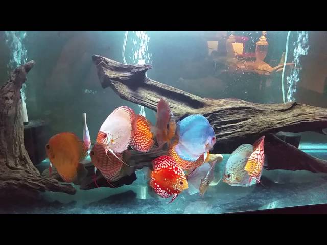 Micro bubbles in the discus tank / water changes
