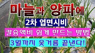 [텃밭농부. 1,360]  마늘과 양파에 칼슘액비 만들어서 2차 엽면시비. #마늘재배 #양파재배