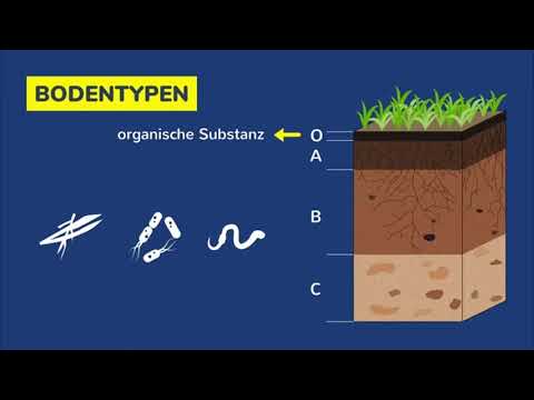 Bodentypen - Bodenhorizonte & Entstehung einfach erklärt | GEO Folge #420