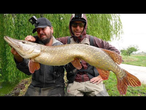 BIG PIKE in Small RIVER