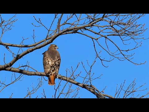 A Male Red-tailed Hawk on Governors Island