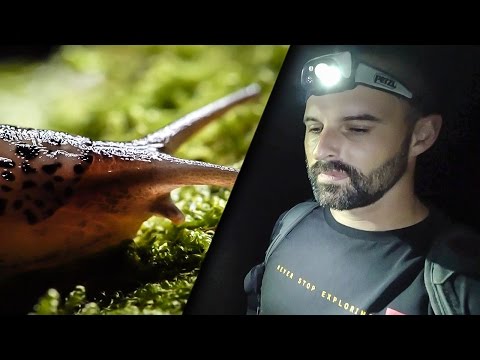 SUR LA TRACE DES LIMACES (ANIMALIS)