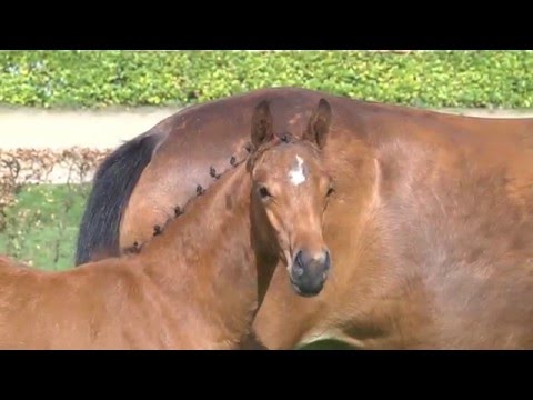Holsteiner Fohlenauktion im Juni - Nr. 10 v. Cascadello I - Corrado I