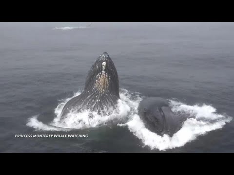 Gigantikus méretű bálnapéniszt kaptak lencsevégre
