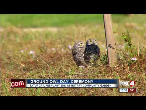 Ground owl day Cape Coral